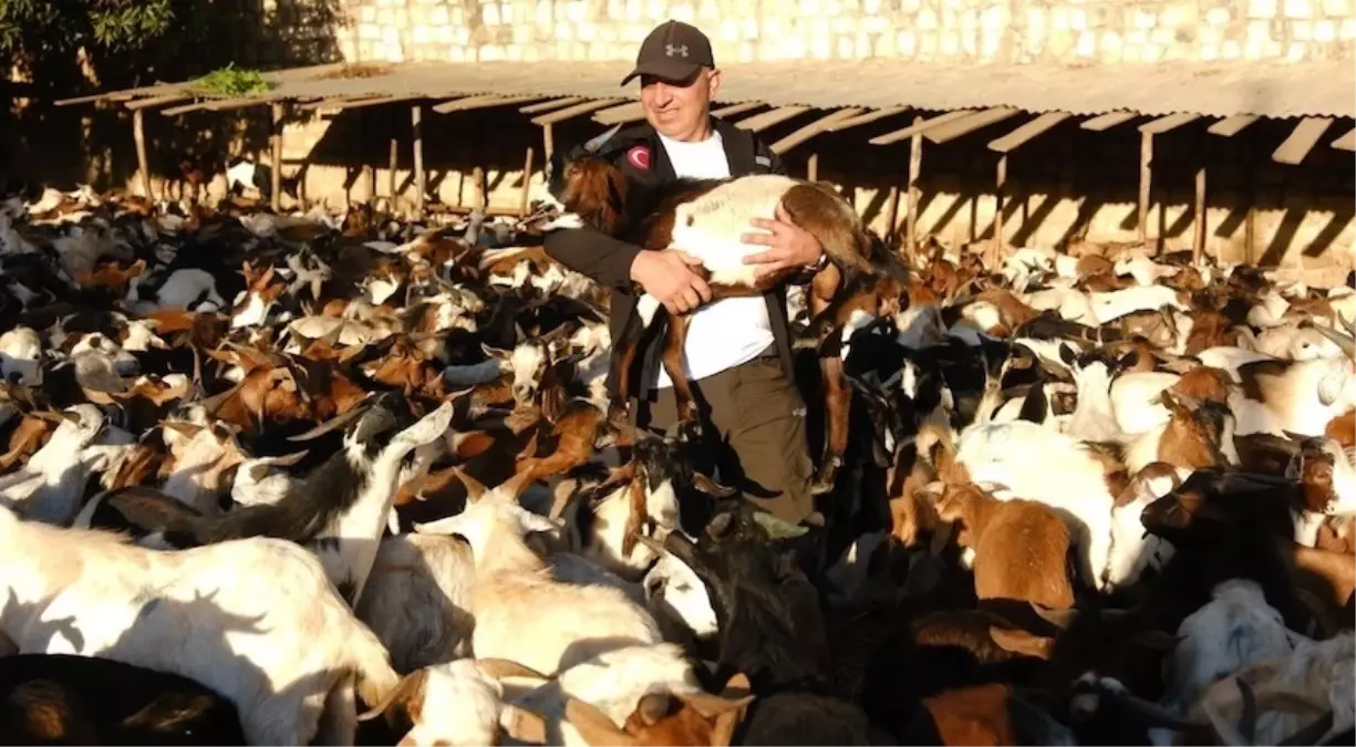 gonullu dernekten afrikaya sut kecisi destegi 11X9qtL3