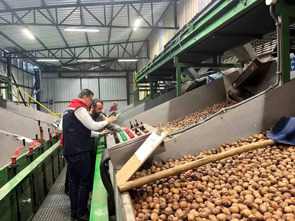 tekirdagda ceviz uretimi destekleniyor HqVY7akA.jpg